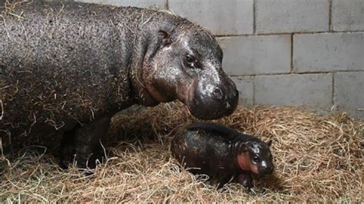 How long do baby hippos stay with their mother?