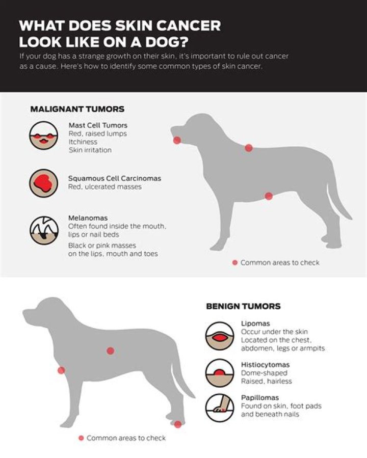 How long do dogs live with skin cancer?