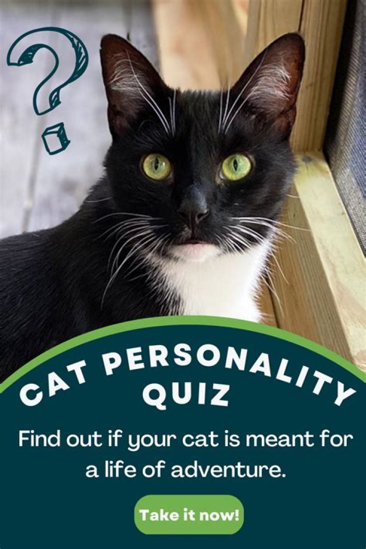 How long does it take to adopt a cat from a shelter?