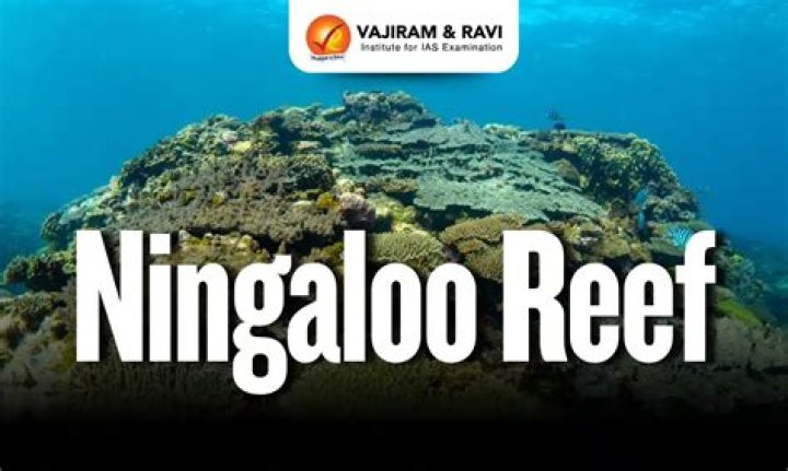 How long is the Ningaloo Reef?