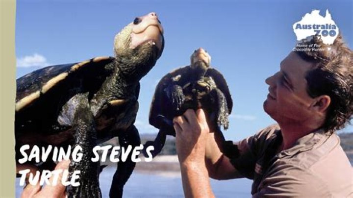 How many animals has Steve Irwin saved?