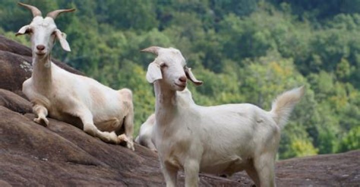 How many goats are in the USA?