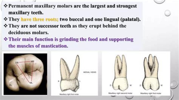 How many roots does lower first molar have?