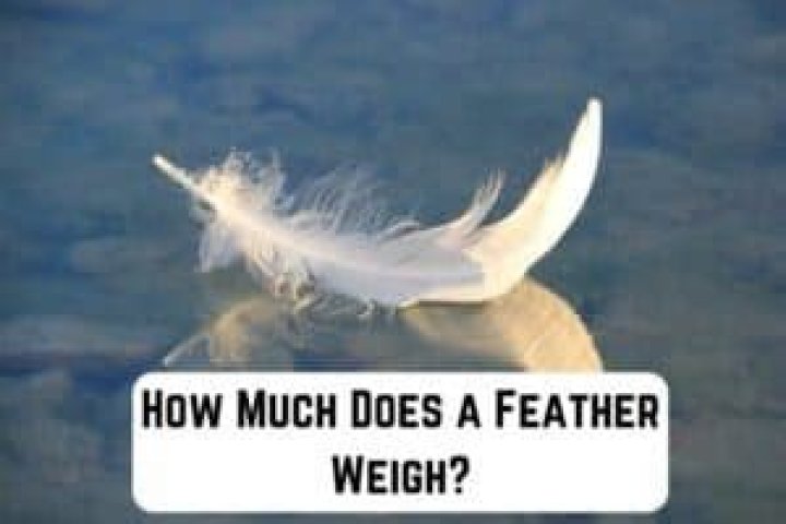 How much does an ostrich feather weigh?