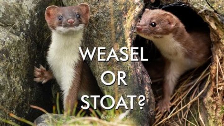 How much is a pet weasel?