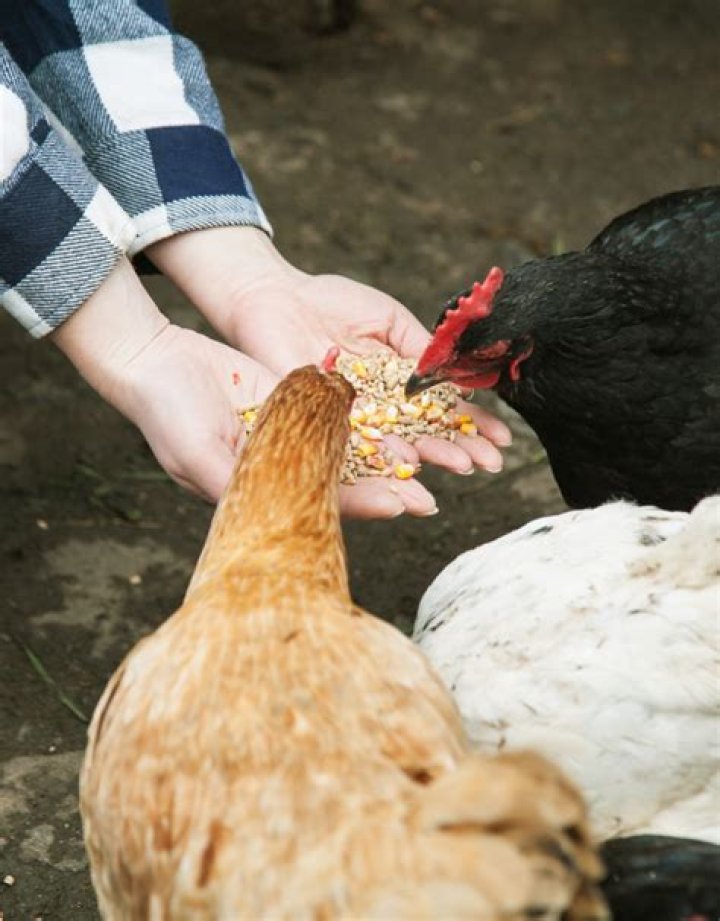 How much layer pellets should I feed my chickens?