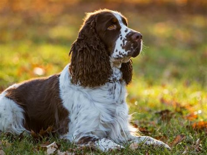How much should Brittany spaniel eat?