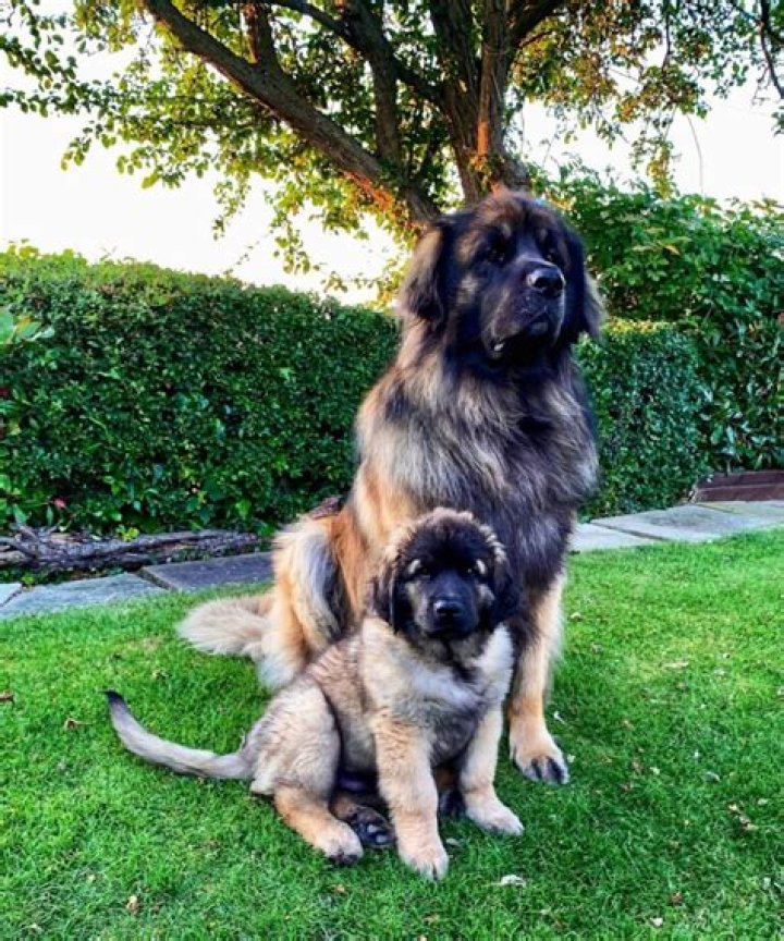How old do leonbergers live?