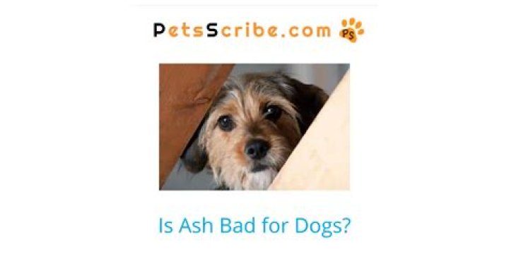Is Ash bad for dogs?
