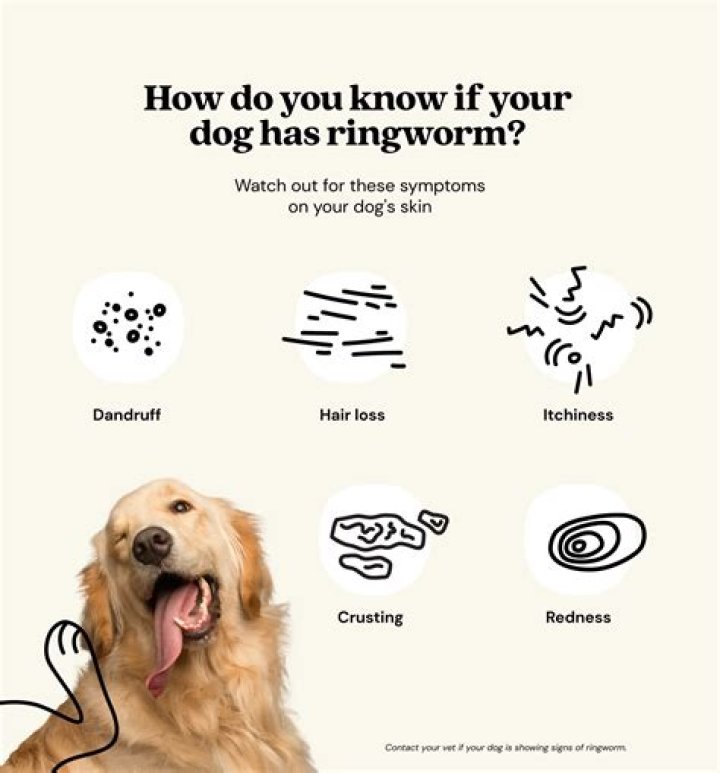 Is cancer in dogs contagious to other dogs?
