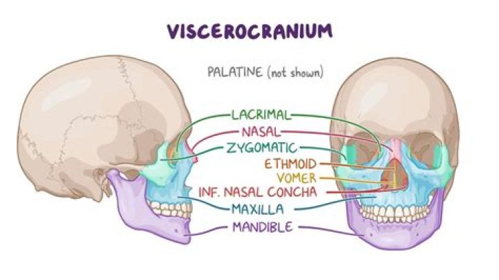 Is ethmoid a facial bone?