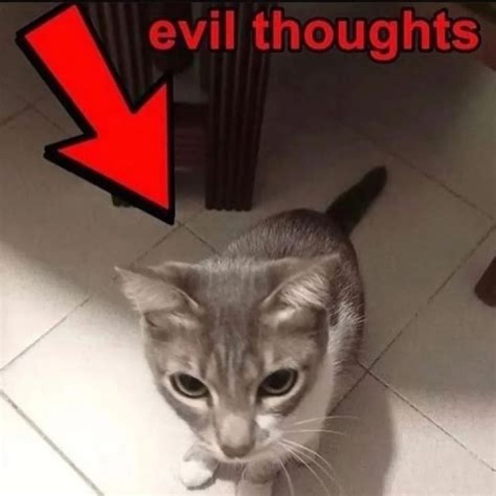 Is it true that cats are evil?