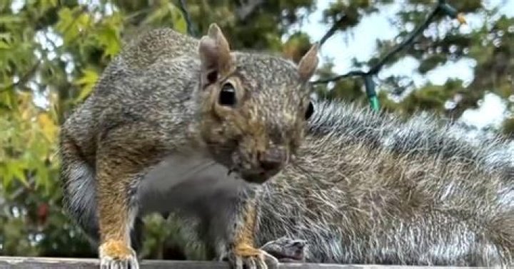 Is killing squirrels illegal in California?