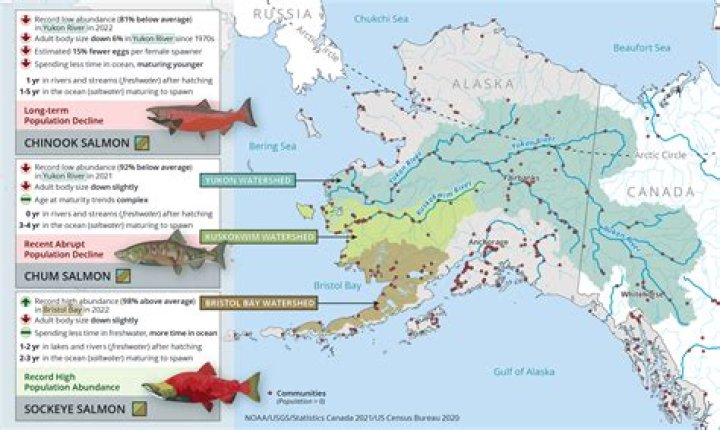 Is there salmon in Australia?