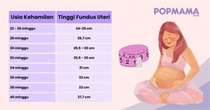 Kapan tinggi fundus mulai teraba?