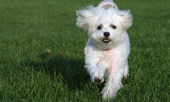 Was bedeutet es wenn ein Malteser so zittert?