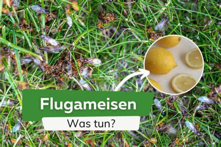 Was kann man gegen Flugameisen tun?