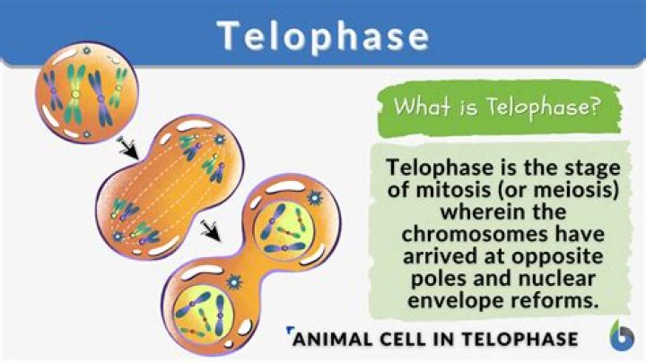 What 3 things happen in telophase?