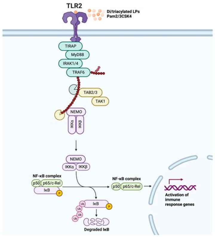 What activates TLR2?