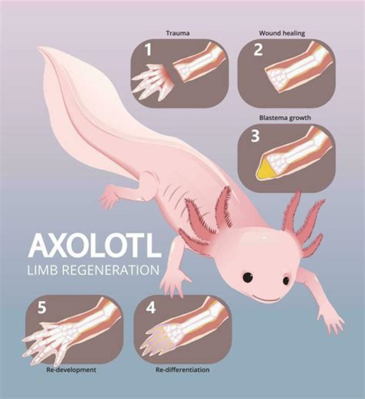 What age do Axolotls grow legs?