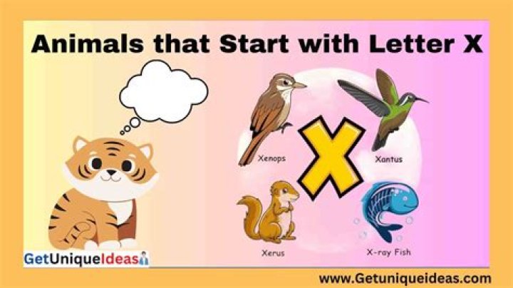 What animals begin with letter N?