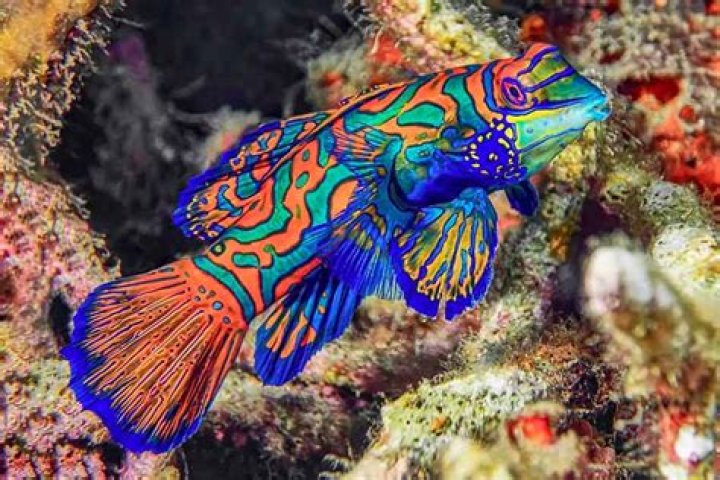 What are colorful fish called?