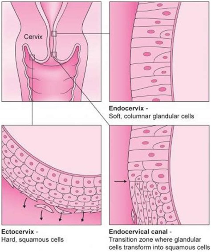 What are endocervical and squamous cells?