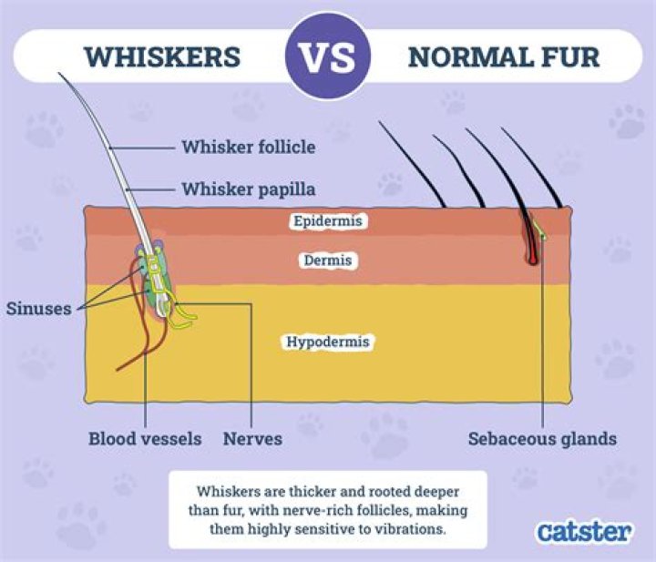 What are whiskers on humans?