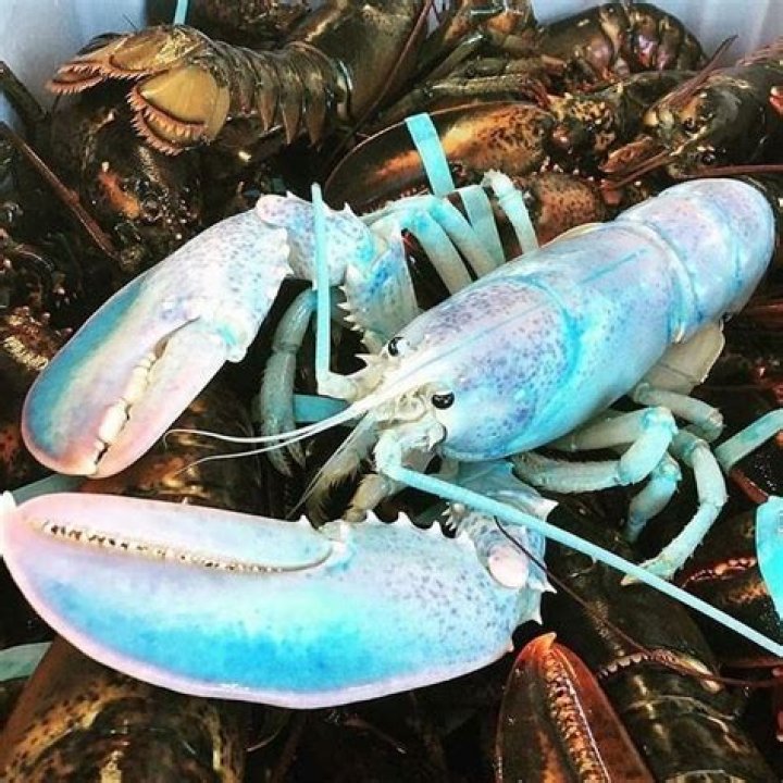 What are white lobsters?