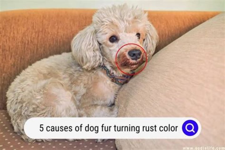 What causes red fur on dogs?