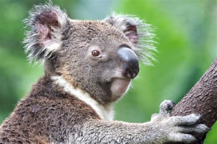 What do gray koalas eat?