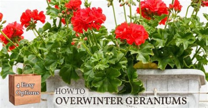 What do you do with scented geraniums in the winter?