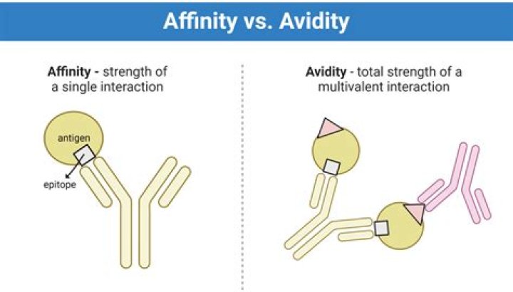 What does avidity mean?