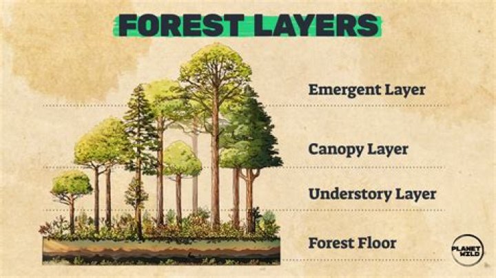 What does forest for the trees mean?