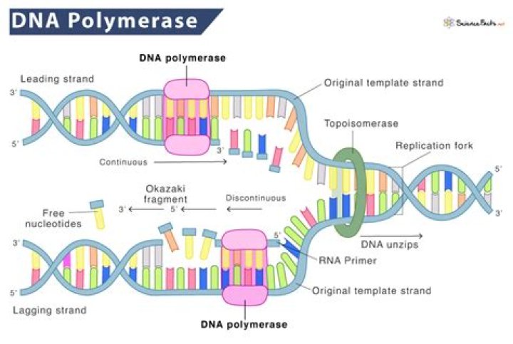 What does Taq stand for in Taq polymerase?