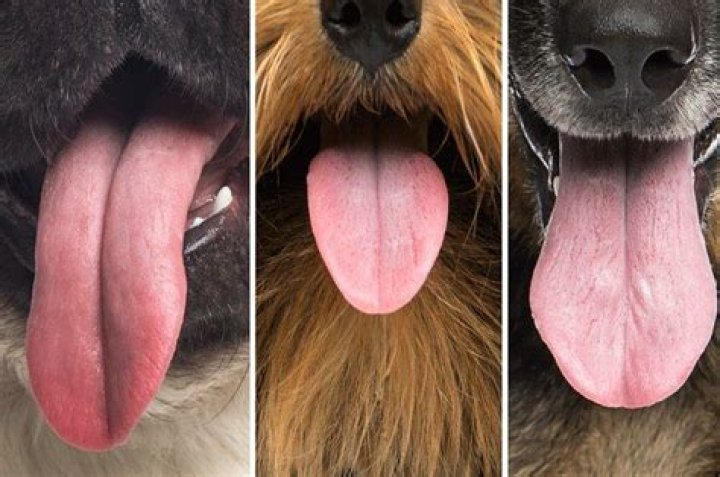 What dog breeds have long skinny tongues?