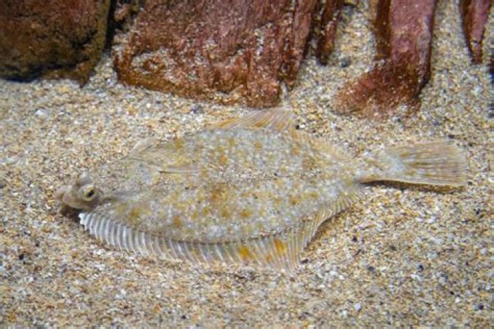 What fish hides in the sand?