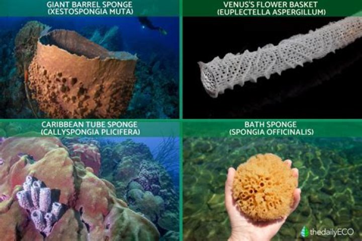 What four characteristics do sponges share with animals?