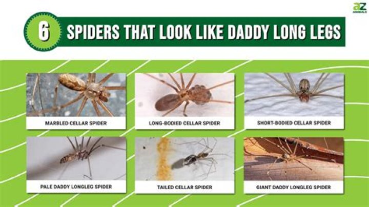 What insect is a daddy long legs?