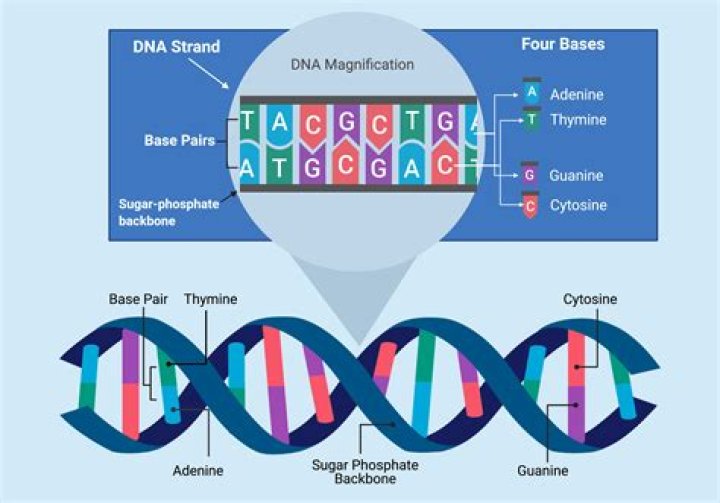 What is a DNA prove?