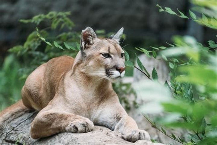 What is a mountain lion's scientific name?