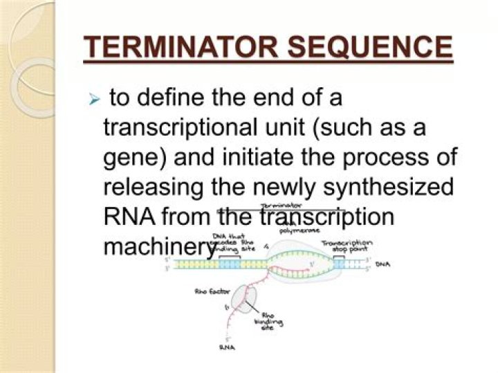 What is a terminator sequence in biology?