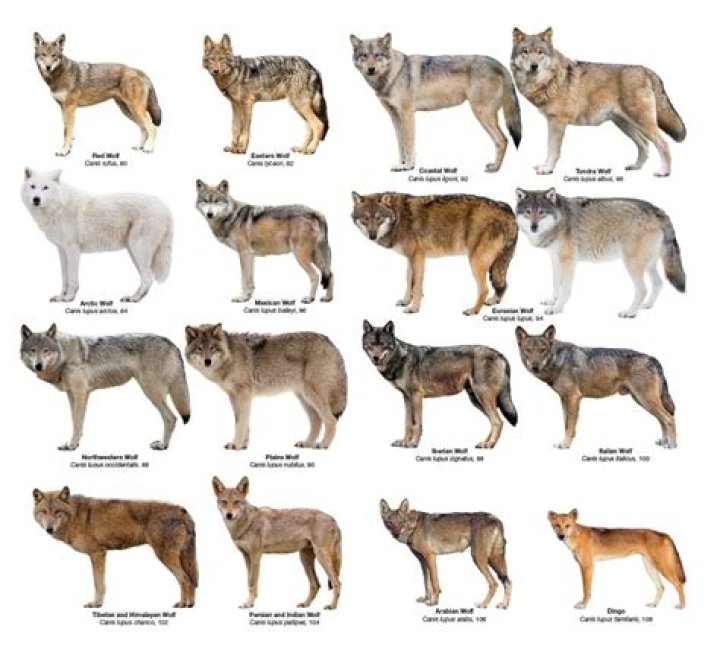 What is a wolf shark?