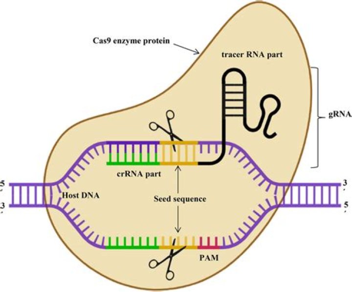 What is an example of Crispr?