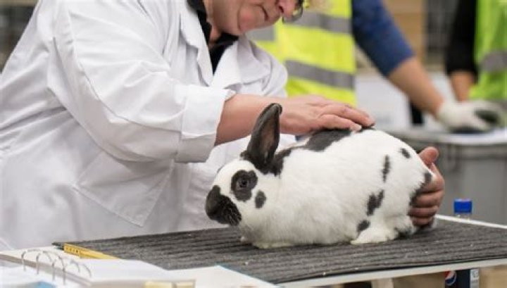 What is animal inspection?