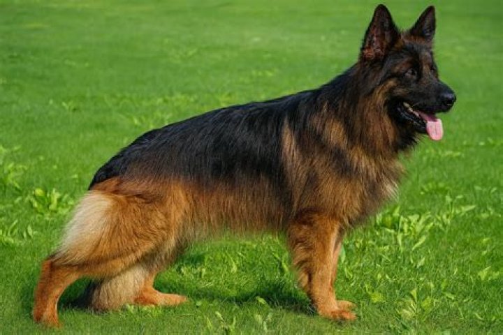 What is double coat dog German Shepherd?