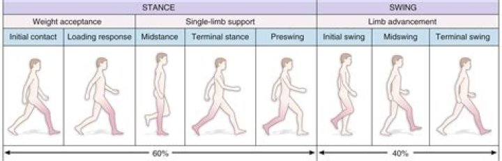 What is hip hiking gait?