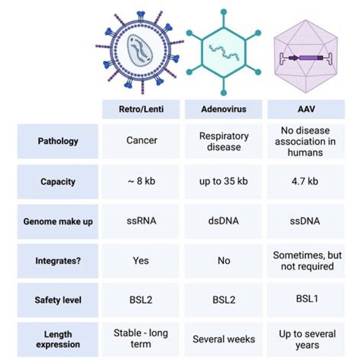 What is recombinant adeno associated virus?