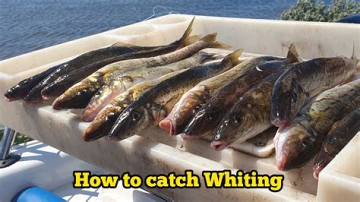 What is the best bait to catch whiting?