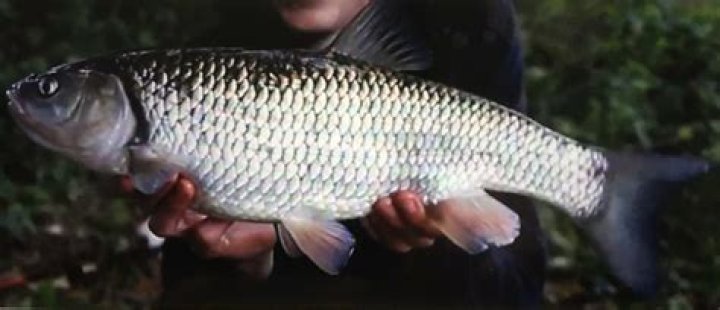 What is the British chub record?